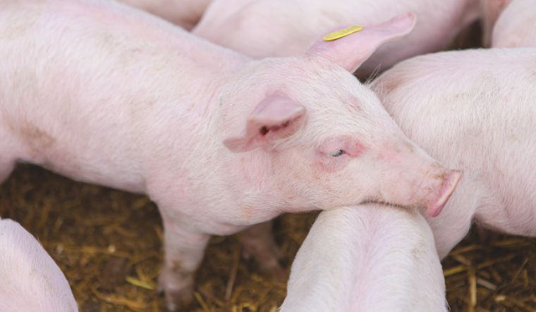 Giá heo hơi hôm nay 2/8: Giảm từ 1.000 - 2.000 đồng/kg