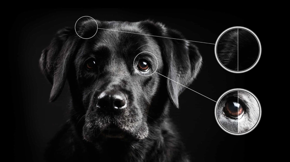 Ai-Contrast - Cân bằng hoàn hảo tuyệt đối ánh sáng và bóng tối