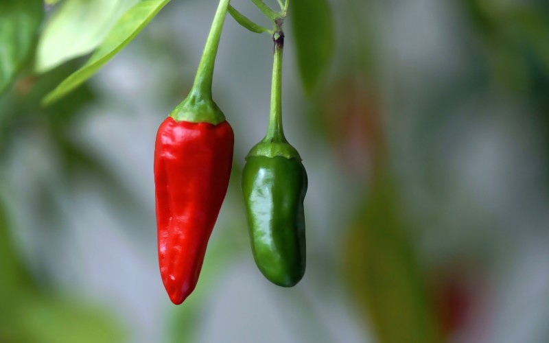 Giá ớt hôm nay 02/08/2023 mới nhất