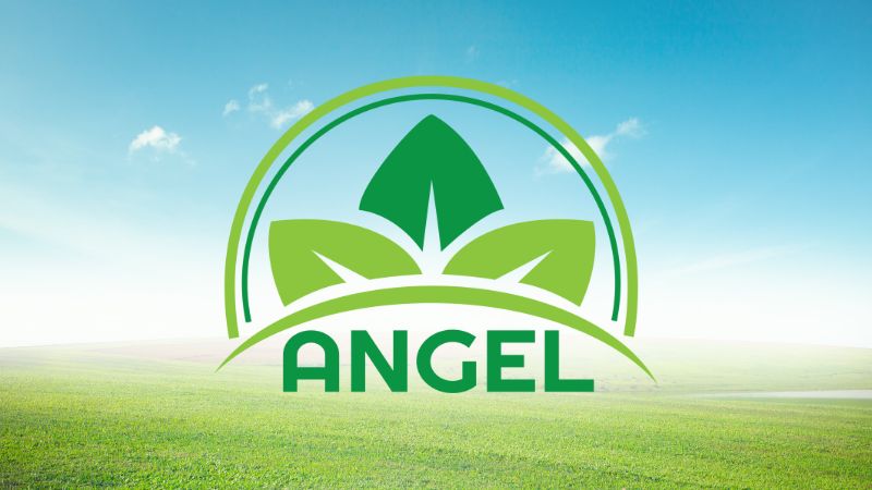 Giới thiệu về gạo Angel