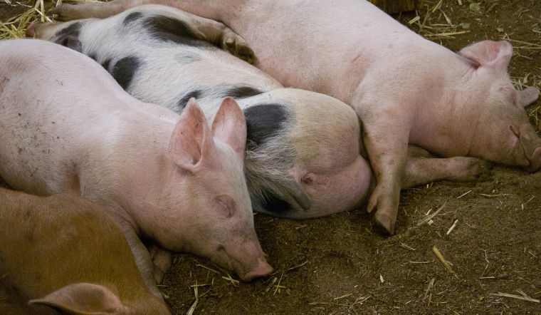 Giá heo hơi hôm nay 3/8: Tăng tại một vài tỉnh thành