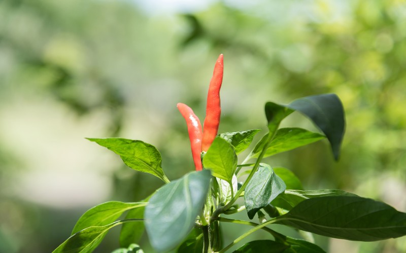 Giá ớt hôm nay 03/08/2023 cập nhật mới nhất