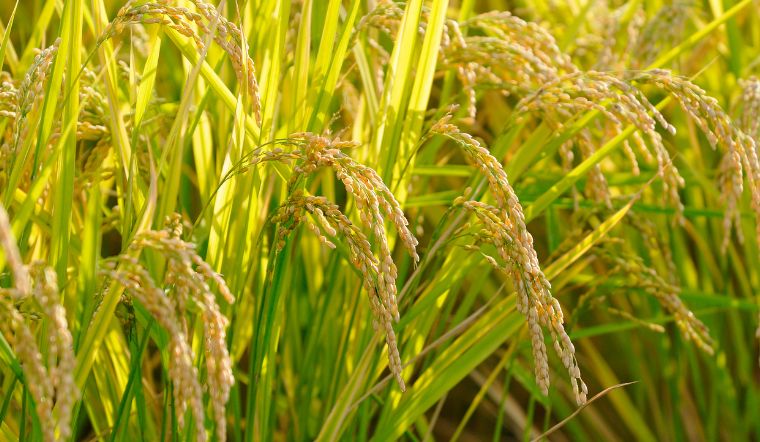 Giá lúa gạo hôm nay 03/8/2023: Biến động nhiều so với tuần trước