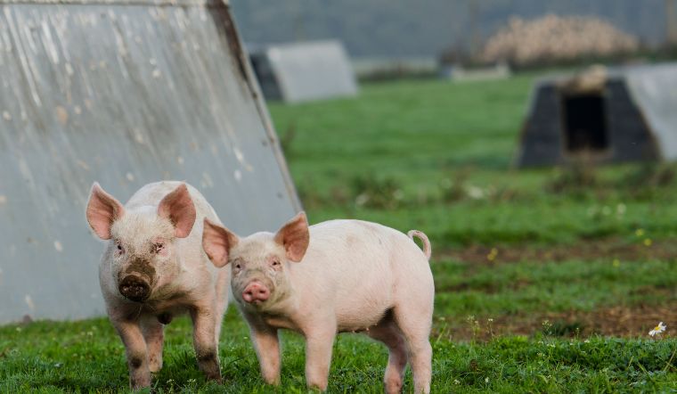Giá heo hơi hôm nay 4/8: Ổn định tại cả Bắc, Trung, Nam