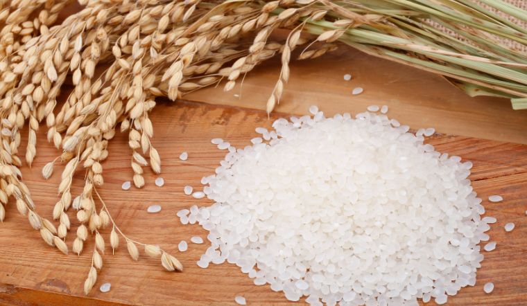 Giá lúa gạo hôm nay 04/8/2023: Tăng giá ở nhiều giống lúa