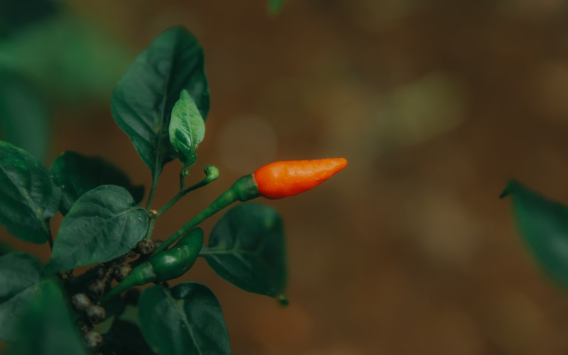 Giá ớt hôm nay 04/08/2023 cập nhật mới nhất