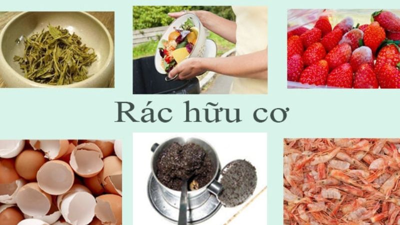 Rác hữu cơ là gì? Rác hữu cơ gồm những loại nào?