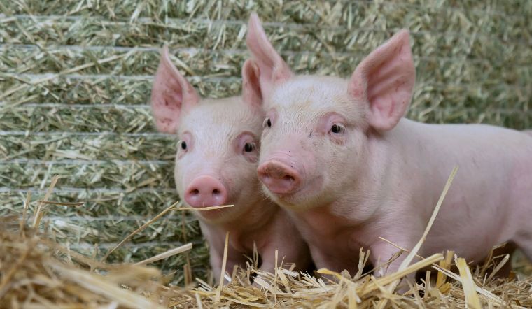 Giá heo hơi hôm nay 5/8: Biến động trái chiều