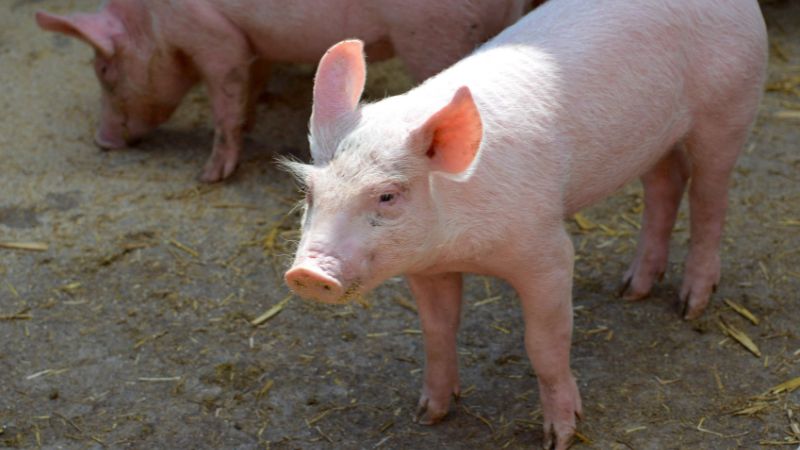 Giá heo hơi hôm nay 7/8 tại miền Bắc