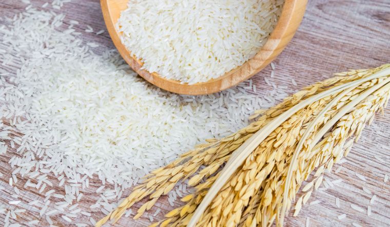 Giá lúa gạo hôm nay 07/8/2023: Nhiều giống lúa tăng giá mạnh