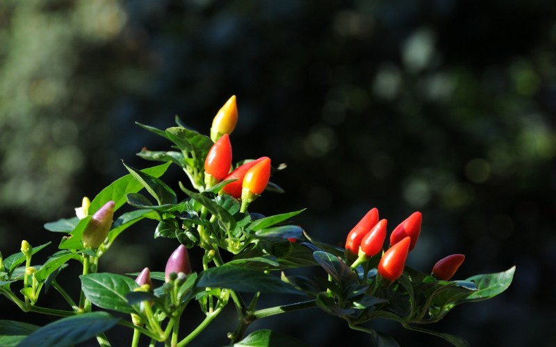 Giá ớt hôm nay 07/08/2023 mới nhất