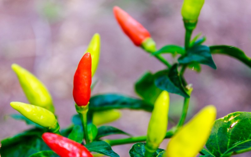 Giá ớt hôm nay 07/08/2023