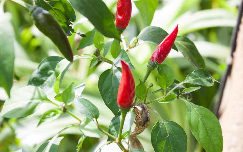 Giá ớt hôm nay 07/08/2023 cập nhật mới nhất