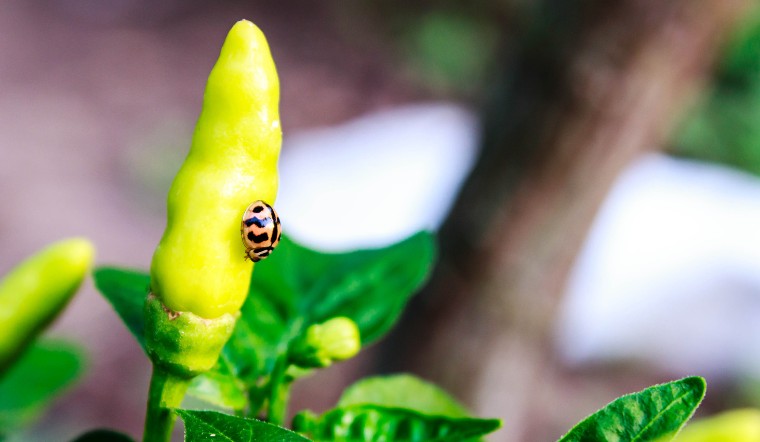 Giá ớt hôm nay 07/08/2023: Đầu tuần giảm thêm 1.000 - 2.000 đồng/kg