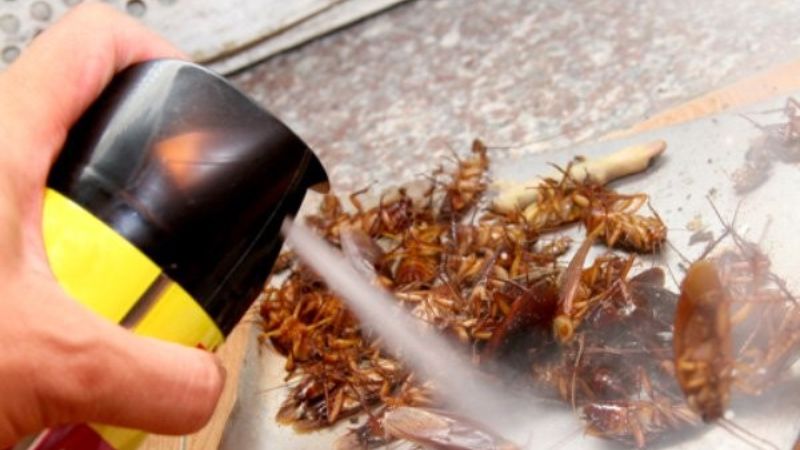 5 cách chống côn trùng hữu ích cho nhà chung cư
