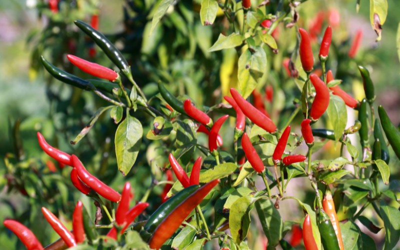 Giá ớt hôm nay 08/08/2023 cập nhật mới nhất