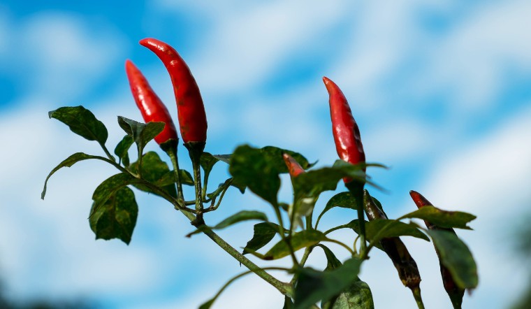 Giá ớt hôm nay 08/08/2023: Giá bán không đổi