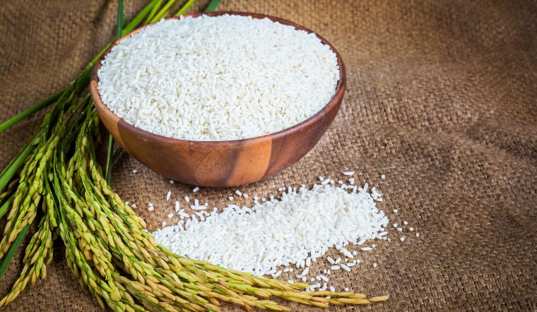 Giá lúa gạo hôm nay 08/8/2023: Vài giống lúa tiếp tục tăng giá mạnh