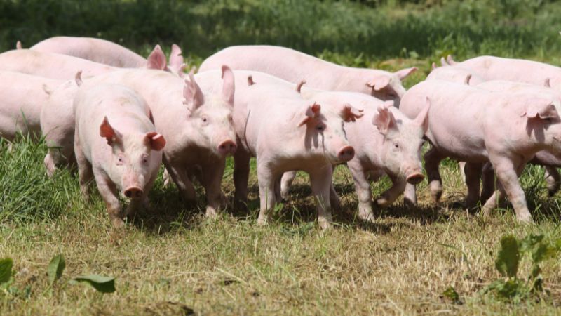 Giá heo hơi hôm nay 9/8 tại miền Bắc Giá heo hơi hôm nay 9/8 tại miền Bắc