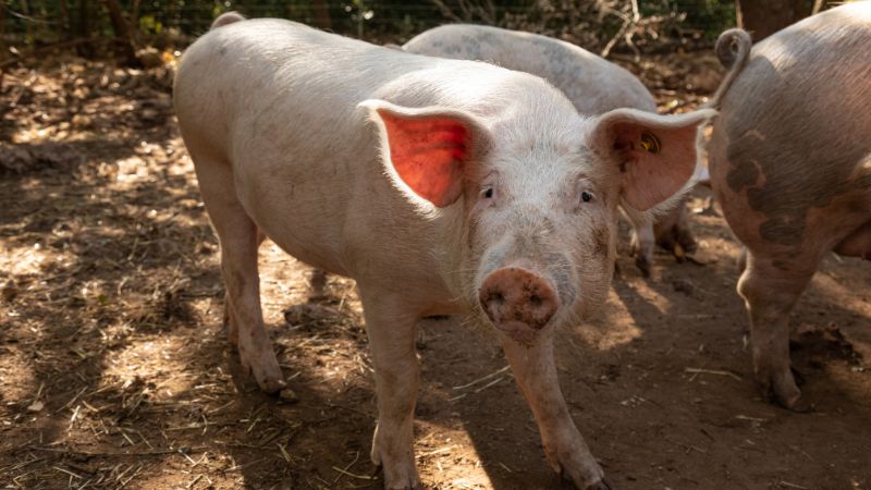 Giá heo hơi hôm nay 9/8 tại miền Trung, Tây Nguyên Giá heo hơi hôm nay 9/8 tại miền Trung, Tây Nguyên