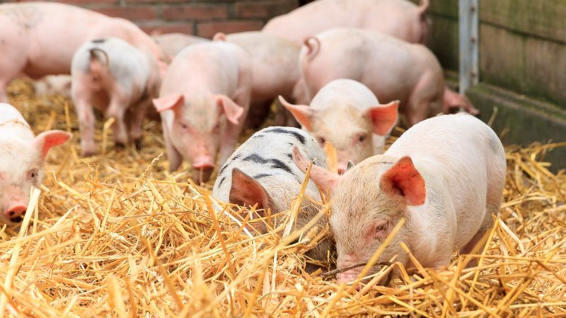 Giá heo hơi hôm nay 9/8 tại miền Nam Giá heo hơi hôm nay 9/8 tại miền Nam