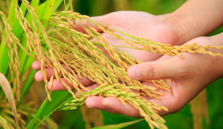 Giá lúa gạo hôm nay 09/8/2023: Tăng từ 100-300 đồng/kg ở vài giống lúa