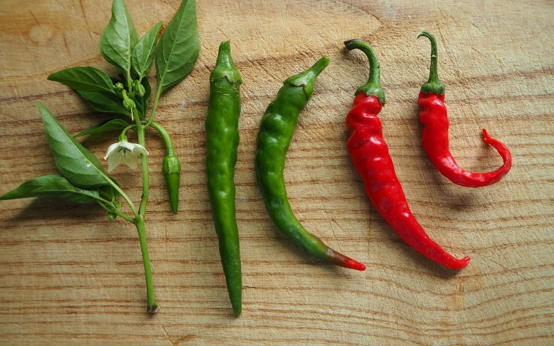 Giá ớt hôm nay 09/08/2023 Giá ớt hôm nay 09/08/2023