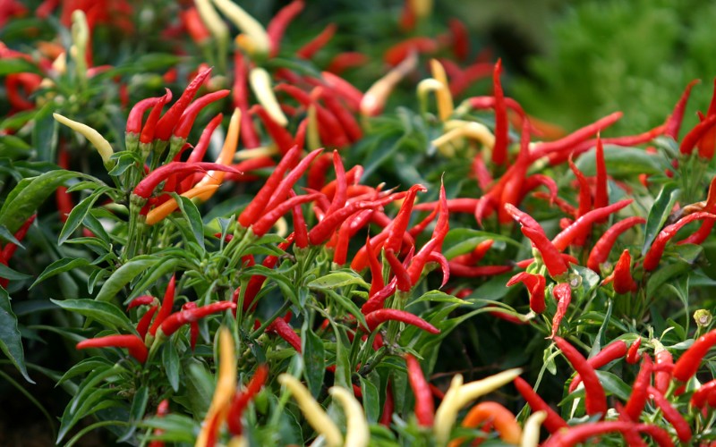 Giá ớt hôm nay 09/08/2023 cập nhật mới nhất Giá ớt hôm nay 09/08/2023 cập nhật mới nhất