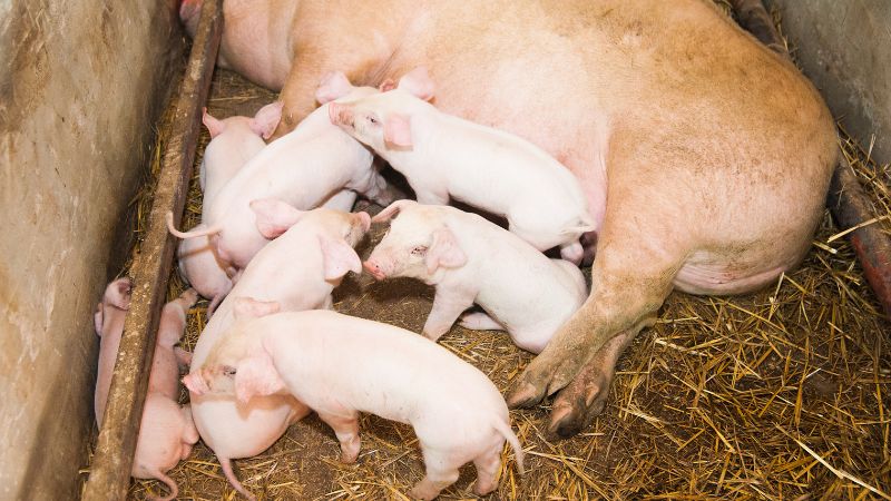 Giá heo hơi hôm nay 10/8 tại miền Nam Giá heo hơi hôm nay 10/8 tại miền Nam