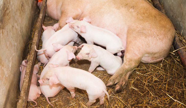 Giá heo hơi hôm nay 10/8: Tăng nhẹ từ 1.000 đồng/kg