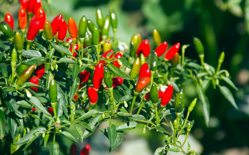 Giá ớt hôm nay 10/08/2023 mới nhất Giá ớt hôm nay 10/08/2023 mới nhất