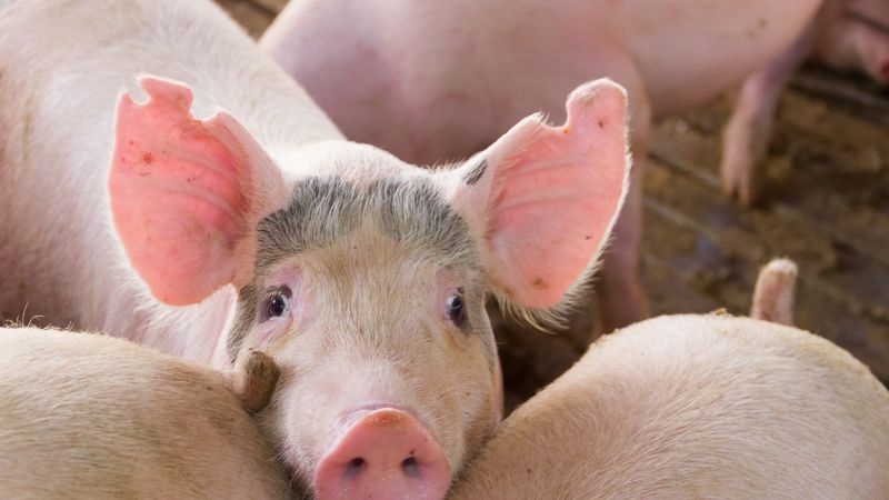 Giá heo hơi hôm nay 11/8 tại miền Bắc