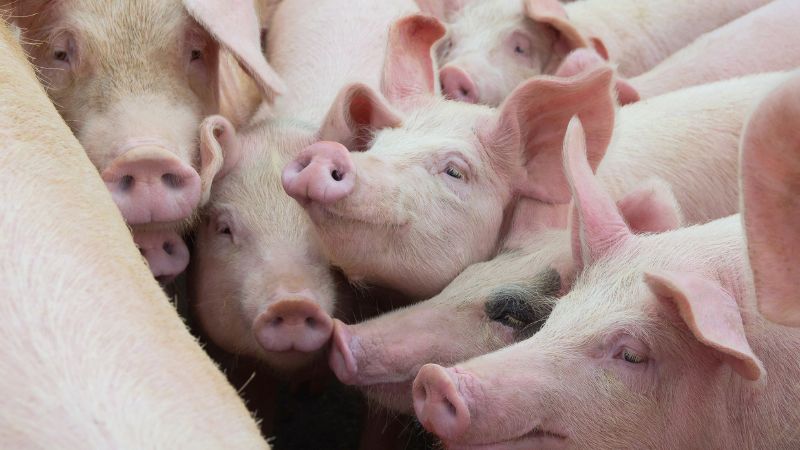 Giá heo hơi hôm nay 11/8 tại miền Trung, Tây Nguyên