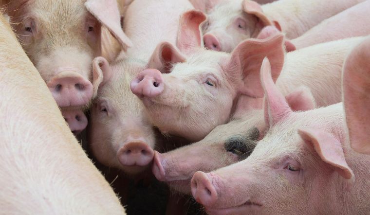 Giá heo hơi hôm nay 11/8: Biến động trái chiều