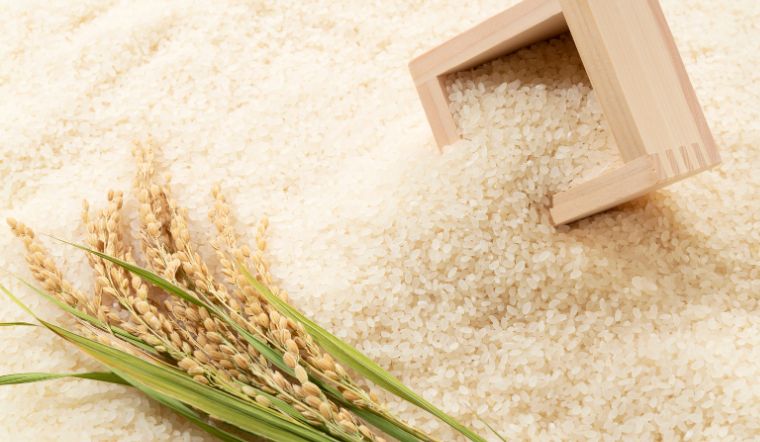 Giá lúa gạo hôm nay 11/8/2023: Tiếp tục đi ngang
