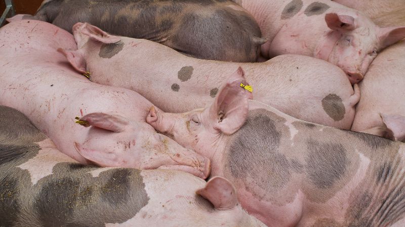 Giá heo hơi hôm nay 12/8 tại miền Trung, Tây Nguyên Giá heo hơi hôm nay 12/8 tại miền Trung, Tây Nguyên