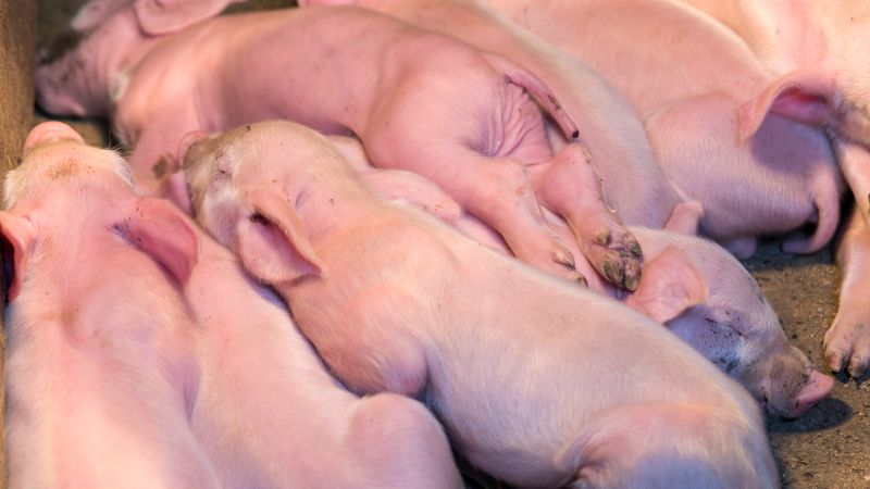 Giá heo hơi hôm nay 12/8 tại miền Nam Giá heo hơi hôm nay 12/8 tại miền Nam