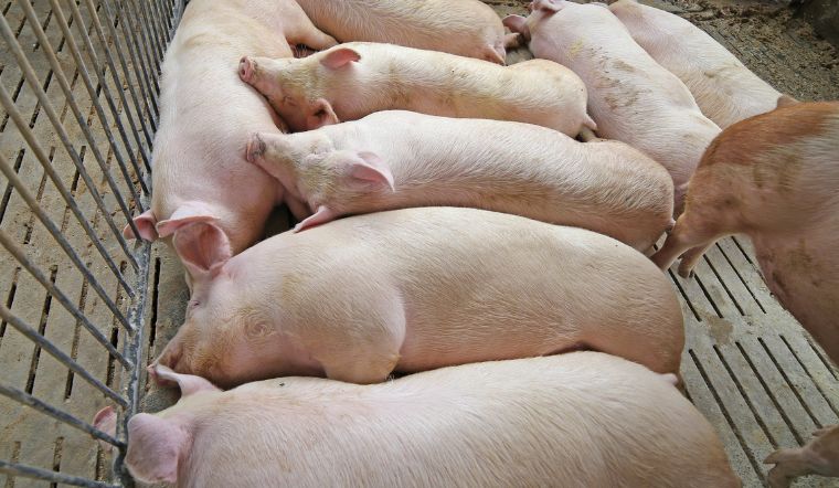 Giá heo hơi hôm nay 12/8: Tiếp tục giảm tại một số địa phương