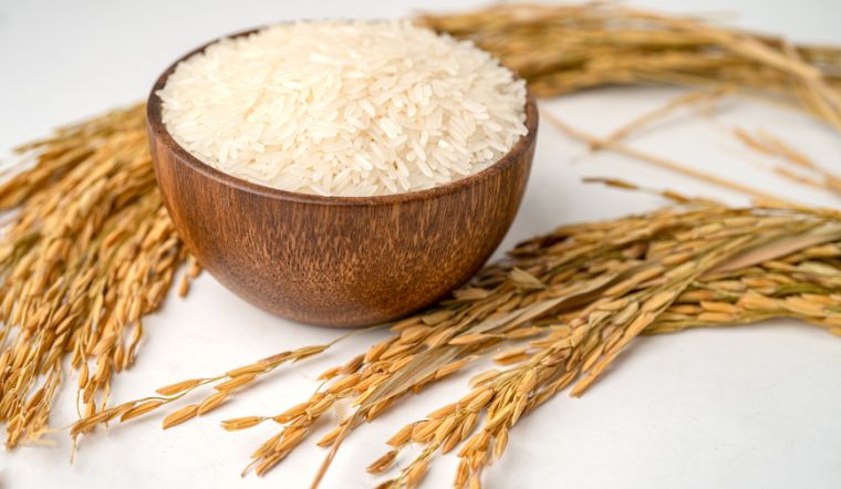 Giá lúa gạo hôm nay 12/8/2023: Đi ngang trong ngày cuối tuần