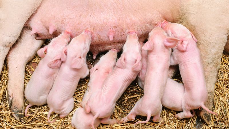 Giá heo hơi hôm nay 14/8 tại miền Bắc