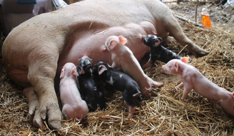 Giá heo hơi hôm nay 14/8: Ổn định tại cả ba miền