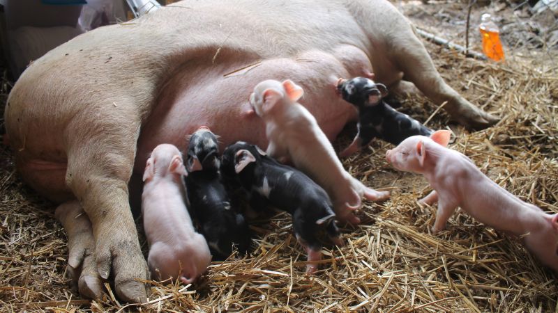 Giá heo hơi hôm nay 14/8 tại miền Nam