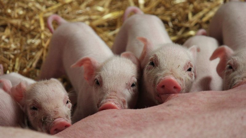 Giá heo hơi hôm nay 15/8 tại miền Bắc