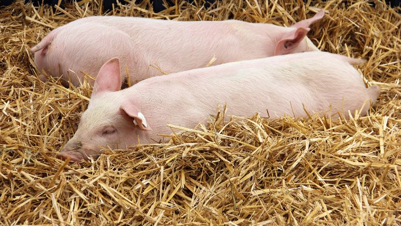 Giá heo hơi hôm nay 15/8 tại miền Trung, Tây Nguyên