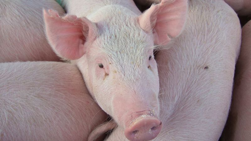 Giá heo hơi hôm nay 15/8 tại miền Nam