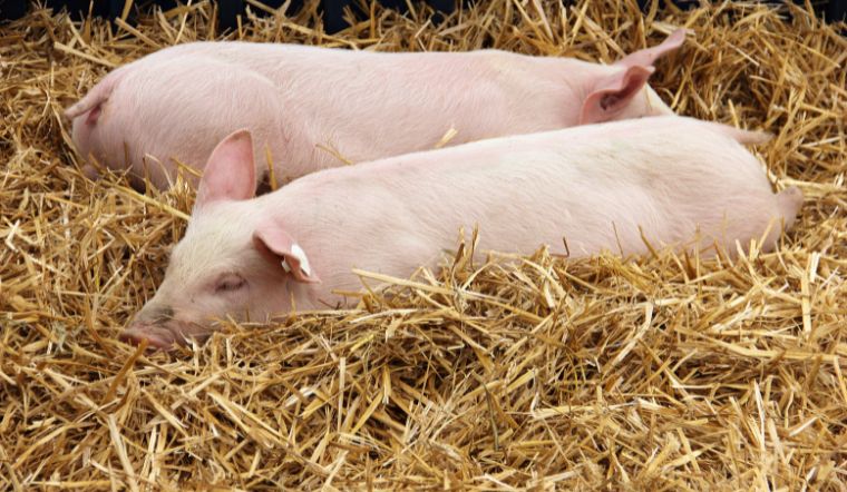 Giá heo hơi hôm nay 15/8: Giảm cao nhất 2.000 đồng/kg