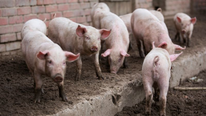 Giá heo hơi hôm nay 16/8 tại miền Bắc