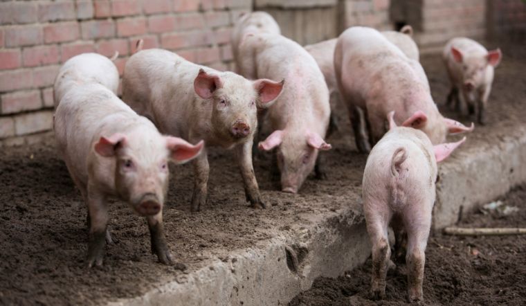 Giá heo hơi hôm nay 16/8: Biến động từ 1.000 đồng/kg