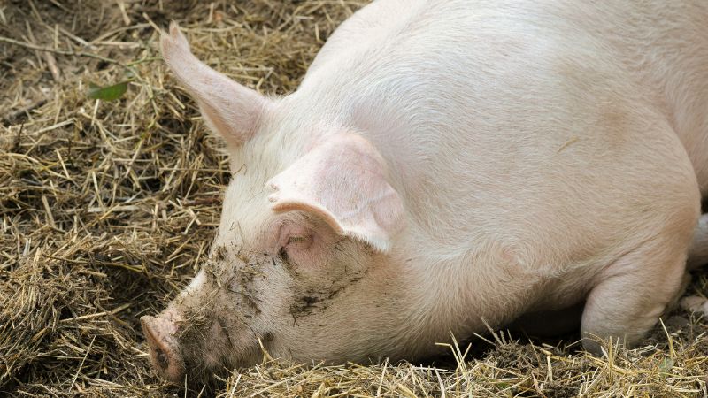 Giá heo hơi hôm nay 17/8 tại miền Bắc Giá heo hơi hôm nay 17/8 tại miền Bắc