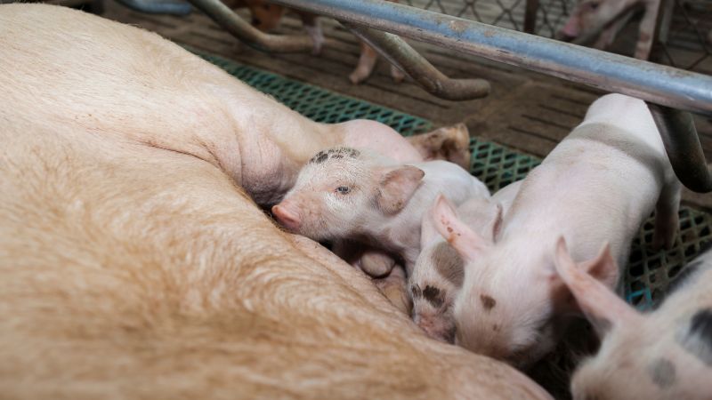 Giá heo hơi hôm nay 17/8 tại miền Trung, Tây Nguyên Giá heo hơi hôm nay 17/8 tại miền Trung, Tây Nguyên